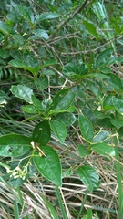 Premna microphylla