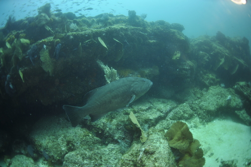 Grouper (Mycteroperca jordani) — Serranidae — 4