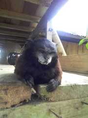 Saguinus fuscicollis