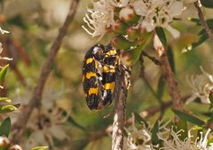 Castiarina rectifasciata