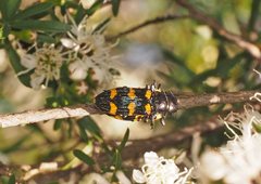 Castiarina rectifasciata