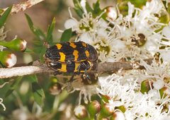 Castiarina rectifasciata