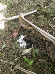 Phrynonax poecilonotus