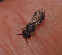 Lasioglossum calophyllae