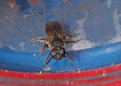 Lasioglossum calophyllae