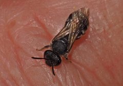 Lasioglossum calophyllae