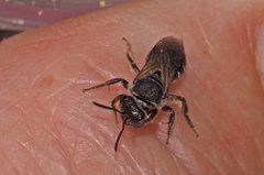 Lasioglossum calophyllae