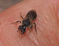 Lasioglossum calophyllae