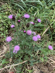 Cirsium japonicum australe