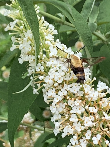 Snowberry clearwing