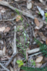 Thesium divaricatum