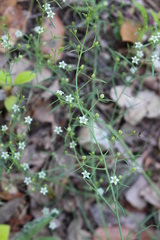 Thesium divaricatum