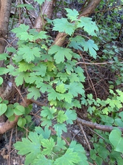 Ribes aureum