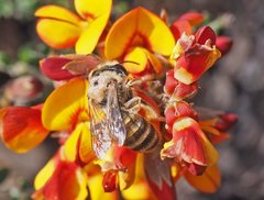 Trichocolletes serotinus