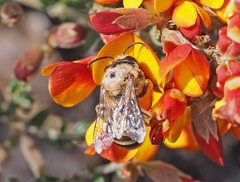 Trichocolletes serotinus