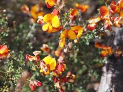 Trichocolletes serotinus