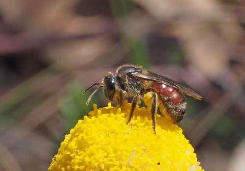 Lasioglossum hiltacum