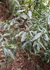 Helicia cochinchinensis