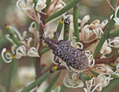 Pachyura australis