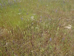 Castilleja attenuata