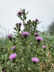Cirsium japonicum australe