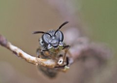 Lasioglossum calophyllae