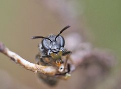 Lasioglossum calophyllae