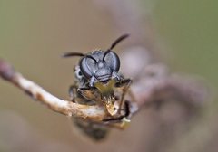 Lasioglossum calophyllae