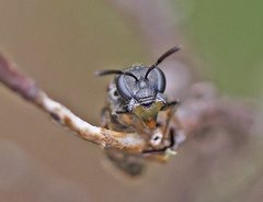 Lasioglossum calophyllae