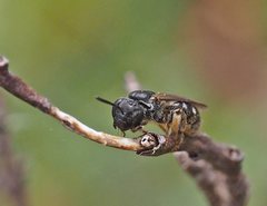 Lasioglossum calophyllae