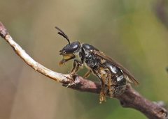 Lasioglossum calophyllae