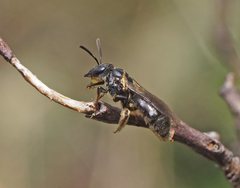 Lasioglossum calophyllae