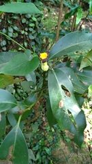 Aristolochia shimadae
