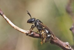 Lasioglossum calophyllae
