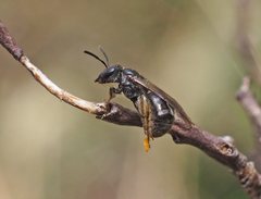 Lasioglossum calophyllae