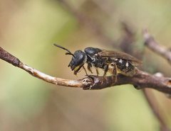 Lasioglossum calophyllae