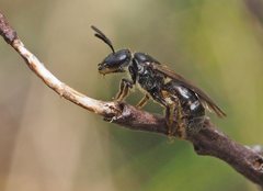 Lasioglossum calophyllae