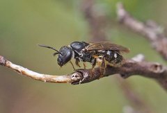 Lasioglossum calophyllae