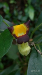 Aristolochia shimadae