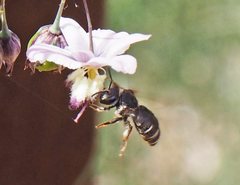 Lasioglossum calophyllae