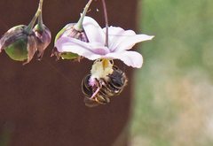Lasioglossum calophyllae