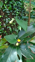 Aristolochia shimadae