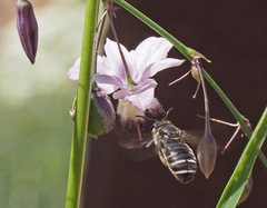 Lasioglossum calophyllae