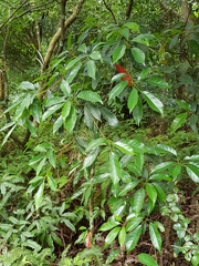 Elaeocarpus japonicus