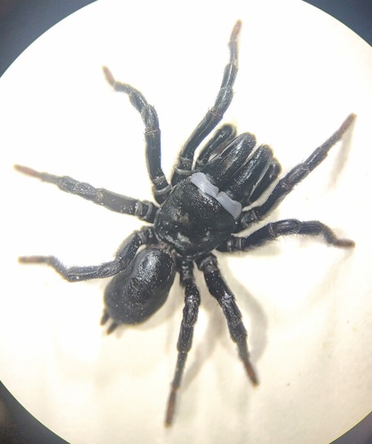 Black Purseweb Spider photo 5