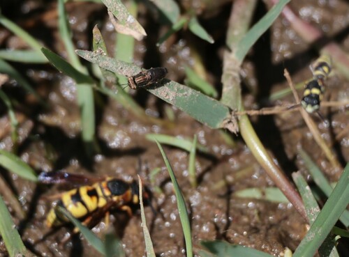 Fluke's Mucksucker photo 3