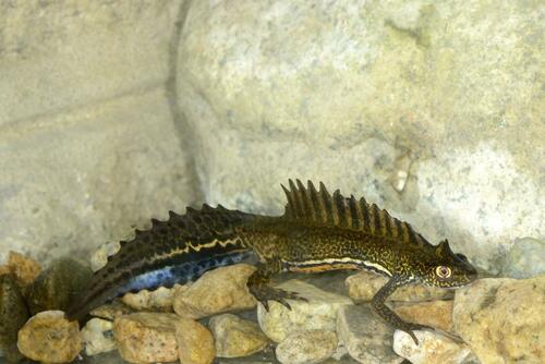 Caucasian Banded Newt