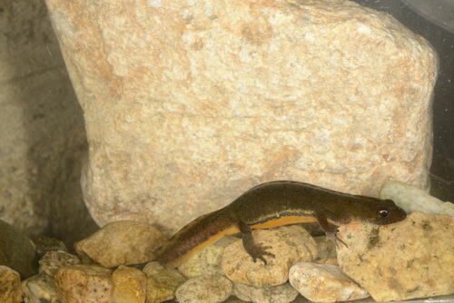 Caucasian Banded Newt