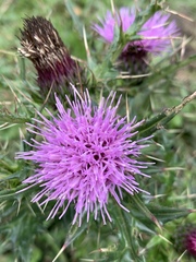 Cirsium japonicum australe