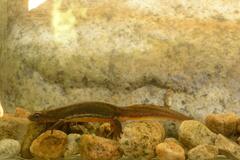Banded Newt photo 3